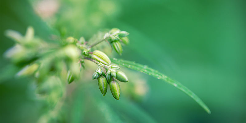 Cultivo de cannabis: há muito a considerar