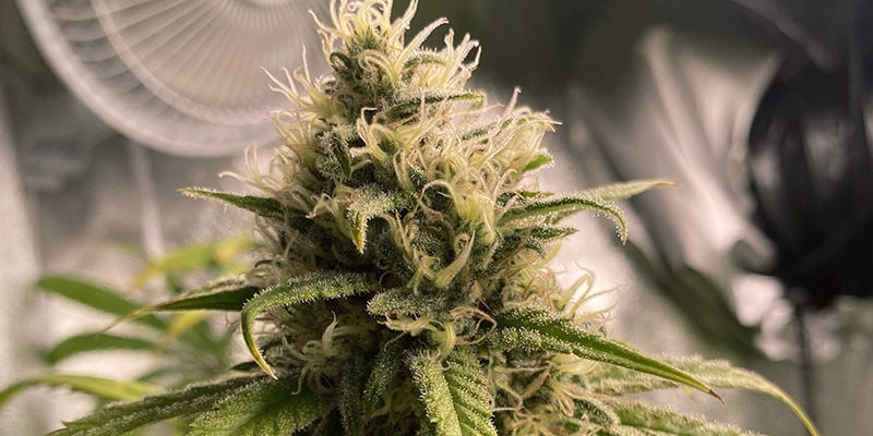 5 Variedades de Cannabis com Mirceno