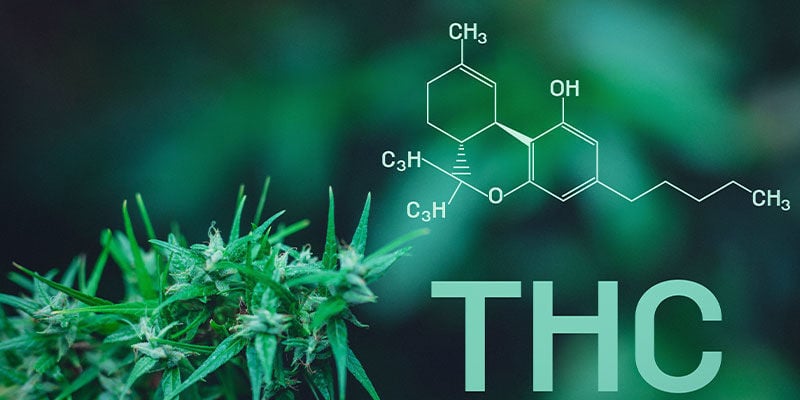 Porque é que a cannabis provoca desejos por comida?