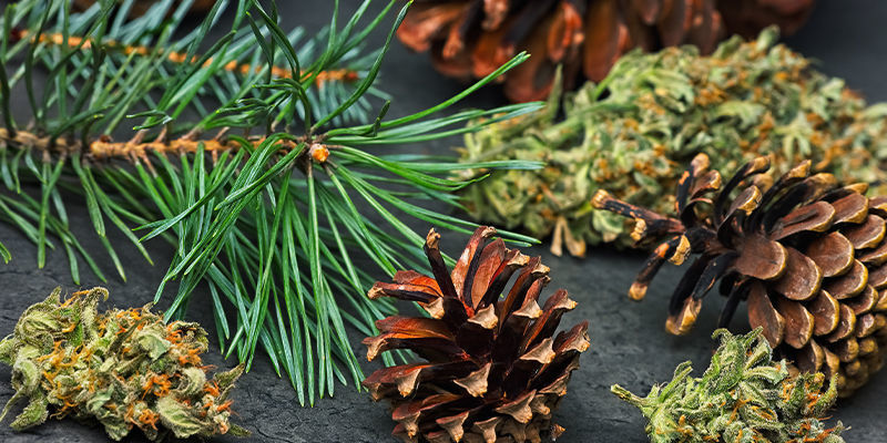 Pinene: Um resumo