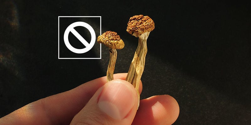 Fazer uma pausa nos cogumelos psicadélicos para renovar a tolerância