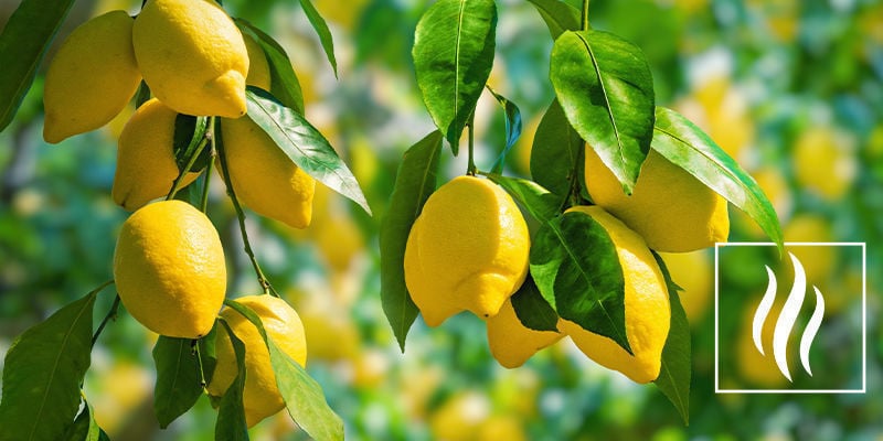 Cheiro e aroma do limoneno