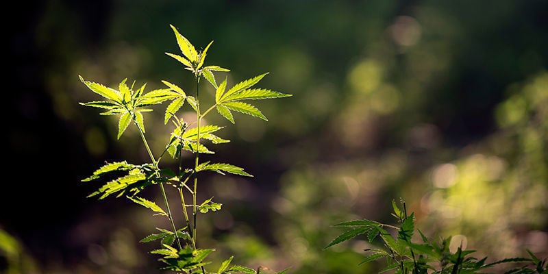 Como cultivar