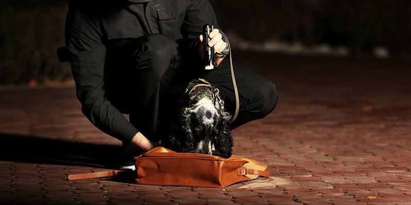 Será que os cães de detecção beneficiam realmente o público?