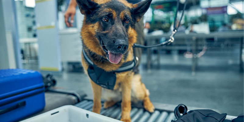 Como funcionam os cães nos aeroportos