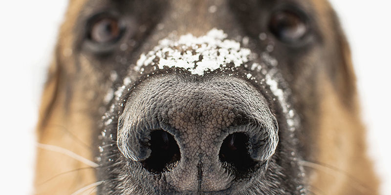 Como funcionam os cães em festivais