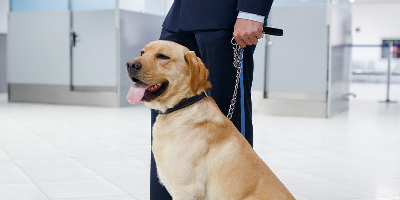 A verdade sobre cães de detecção