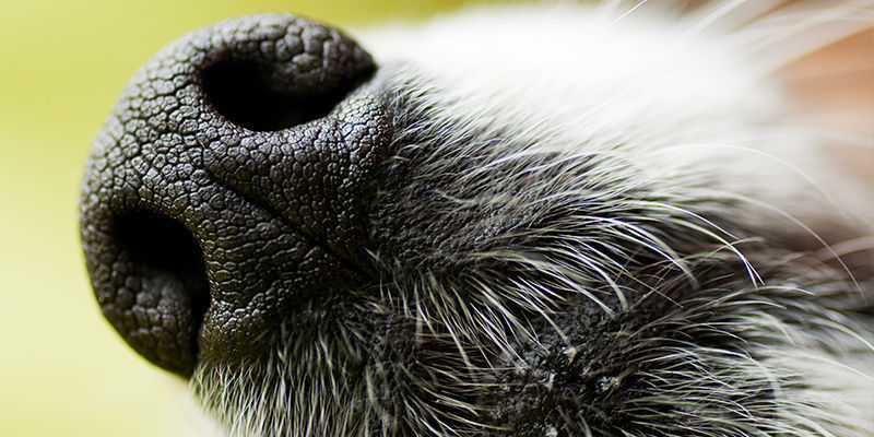 Para que são treinados estes cães?