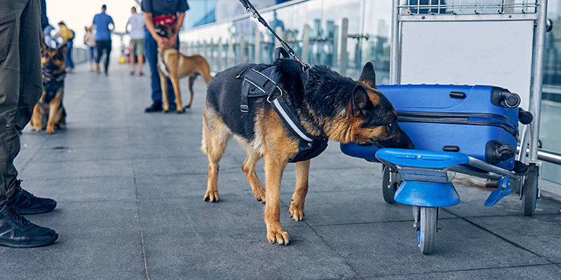 Onde são utilizados cães de deteção?