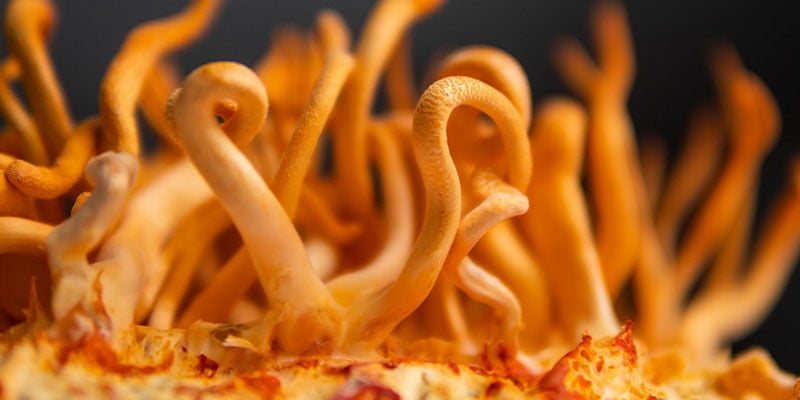 O que é Cordyceps?