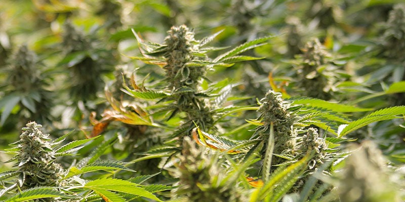 F1 Híbridos: Mais THC e Colheitas Maiores