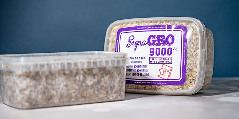 Kits de cultivo de cogumelos