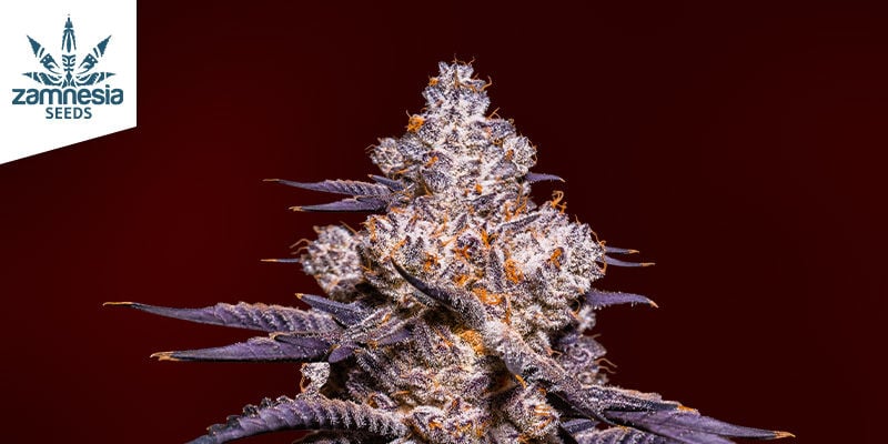 Características da Strawberry Cough