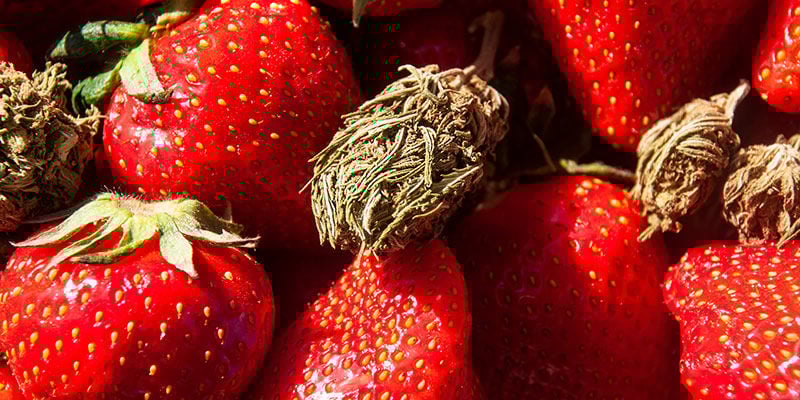 Strawberry Cough: Sabores e efeitos
