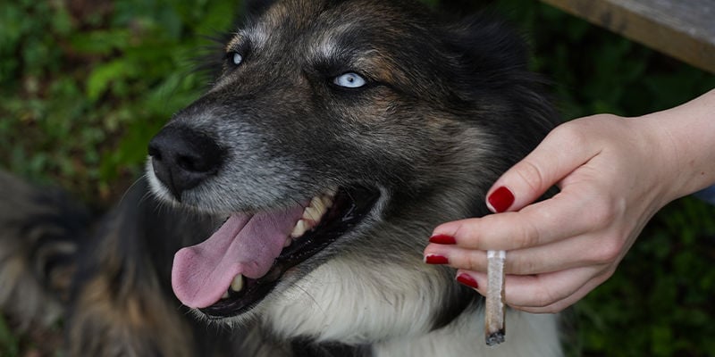 Como afecta a canábis os cães?