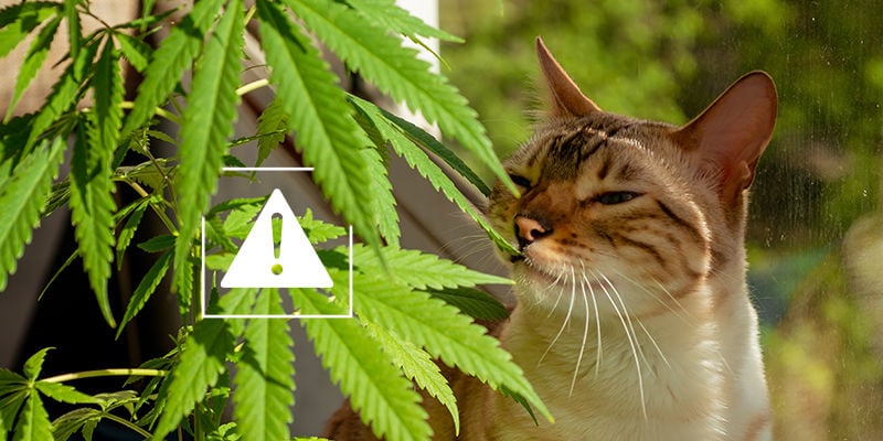 Outros riscos para a saúde dos seus animais devido ao fumo passivo
