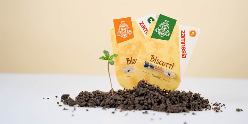Como cultivar Biscotti