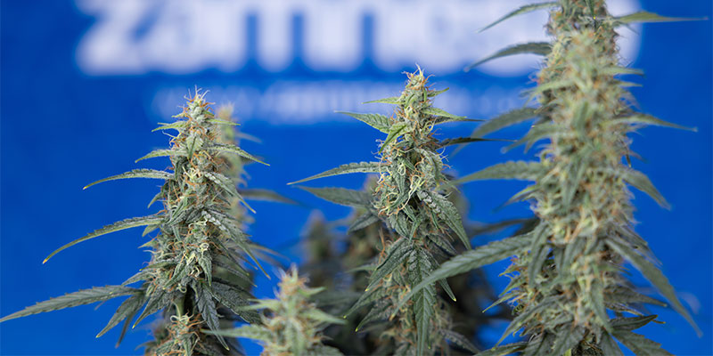 O que é melhor para plantas de cannabis: fimming ou topping?