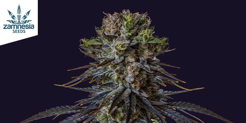 Características da Black Orchid