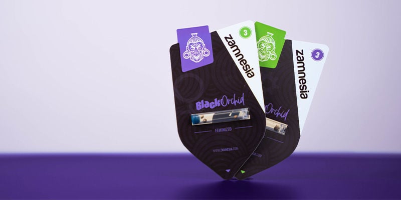 Como cultivar Black Orchid