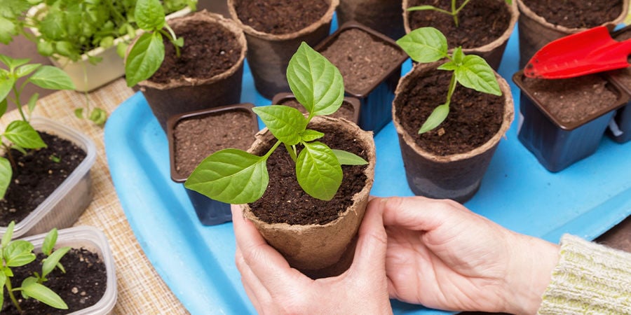 Aproveite o seu espaço de cultivo