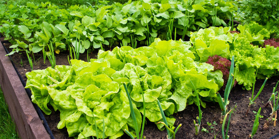 Onde plantar os seus legumes
