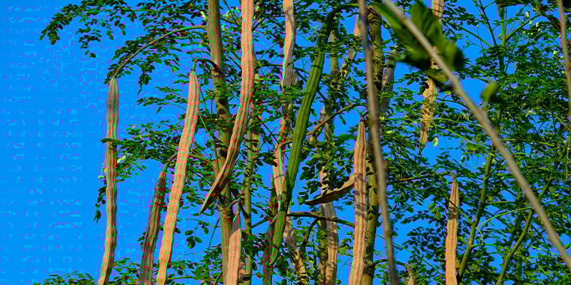 O que é a moringa?
