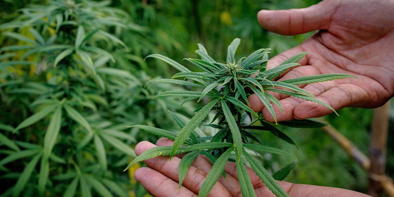 Como escolher uma variedade de cannabis