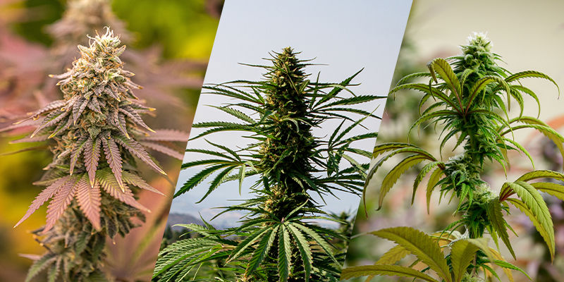 Indica, sativa, ruderalis: os fundamentos da genética da canábis