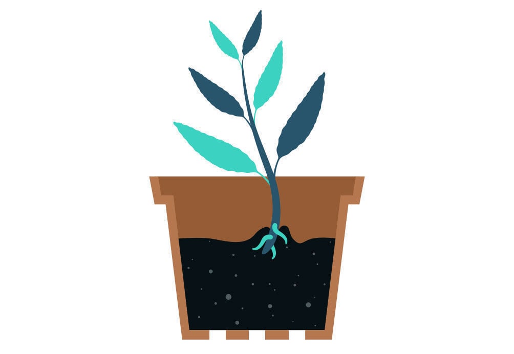 Passo 3: Propagação de Salvia Divinorum a partir da sua estaca