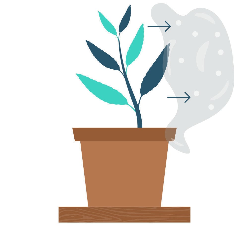 Passo 8: Propagação de Salvia divinorum a partir do teu corte