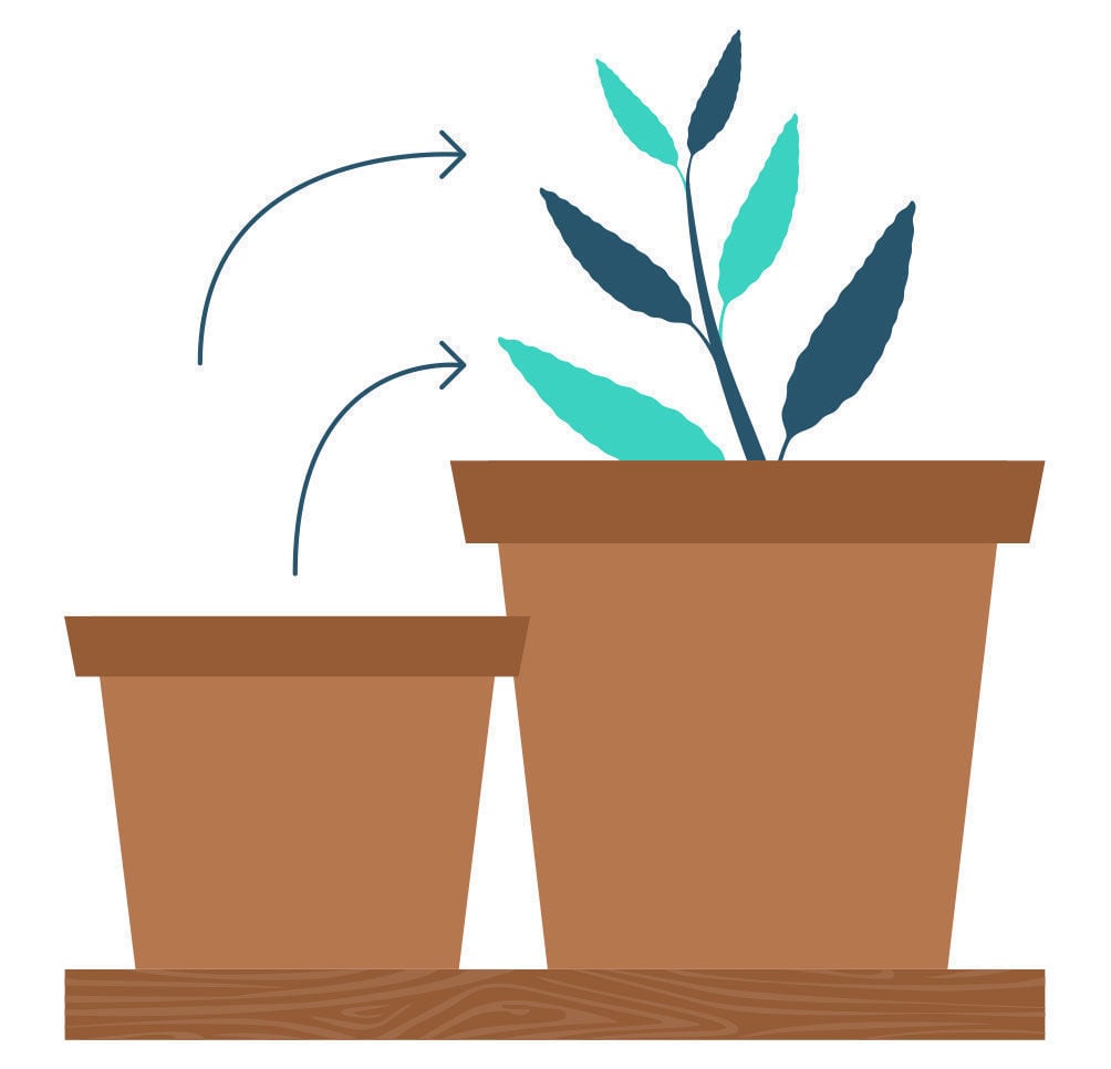 Passo 9: Propagação de Salvia Divinorum a partir de uma estaca