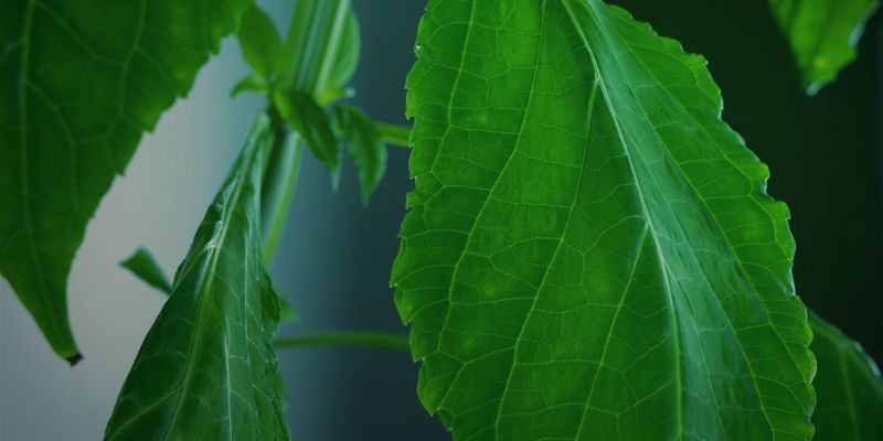Palavras finais sobre o cultivo de sálvia