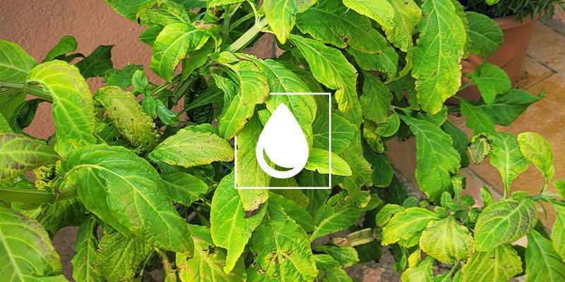Dicas para a manutenção geral da planta após o enraizamento da Salvia