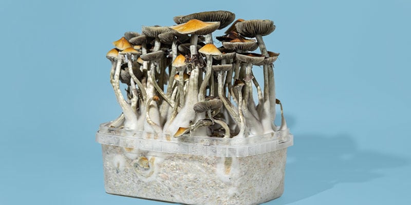 Como escolher o kit de cultivo de cogumelos mágicos certo