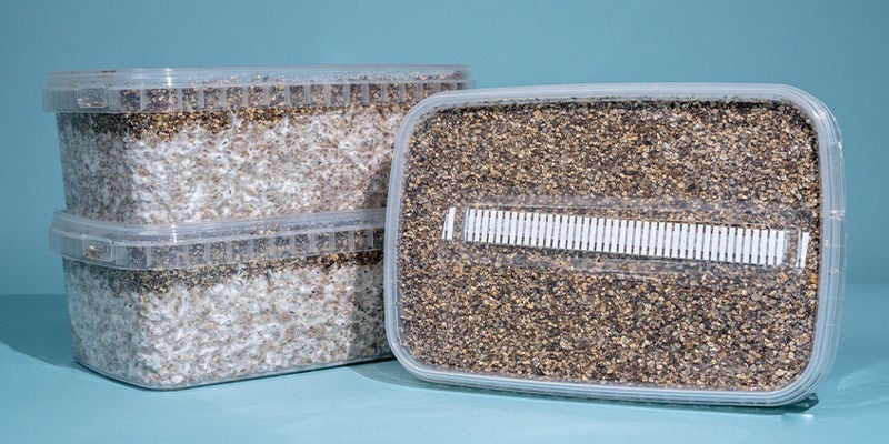 Dicas para escolher um kit de cultivo de cogumelos mágicos