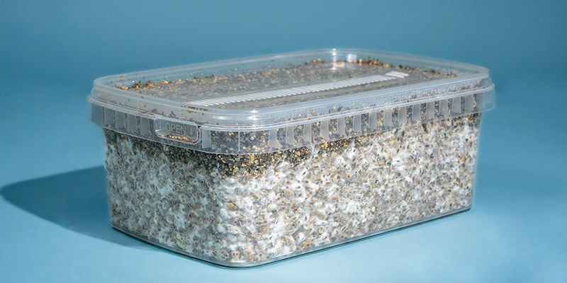 O que é um kit de cultivo de cogumelos mágicos?
