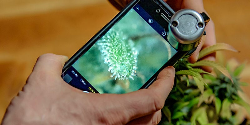 Como saber se o crop steering está a funcionar?