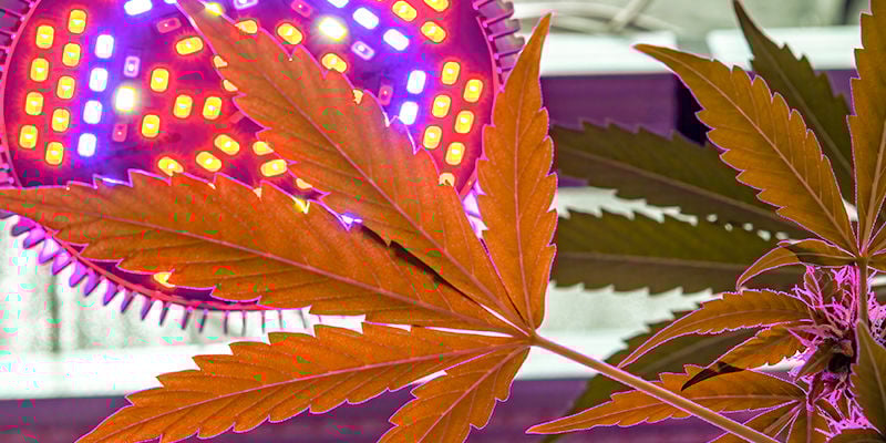 Como optimizar o cultivo de canábis
