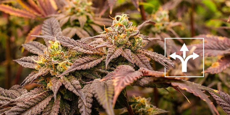 Quais são as diferenças entre crop steering e treino de plantas?