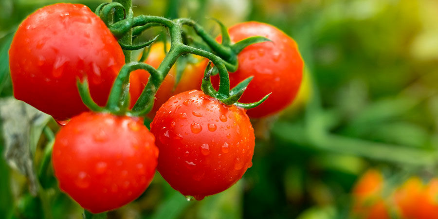 Tomate cherry