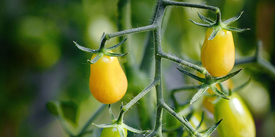 Tomate-cereja pera amarela