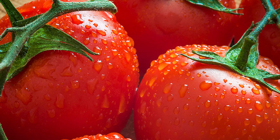Porque deve plantar tomates?