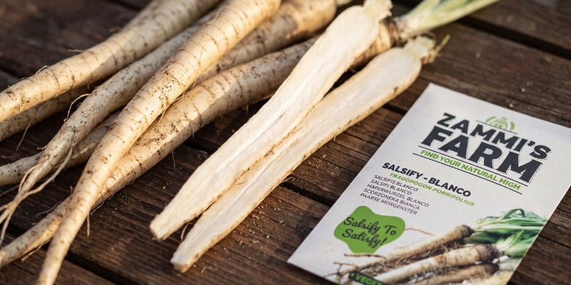 Salsify blanco