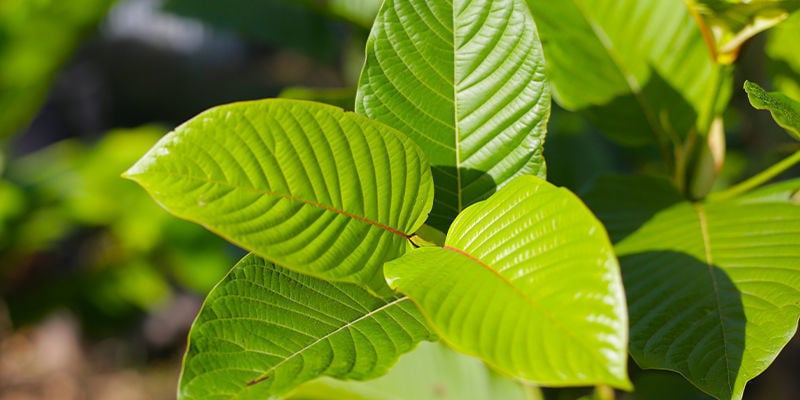 Conhecer a Mitragyna speciosa