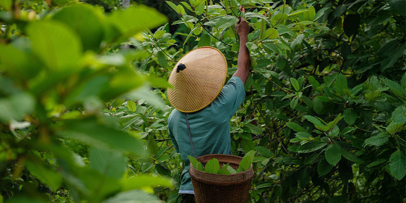 História do kratom