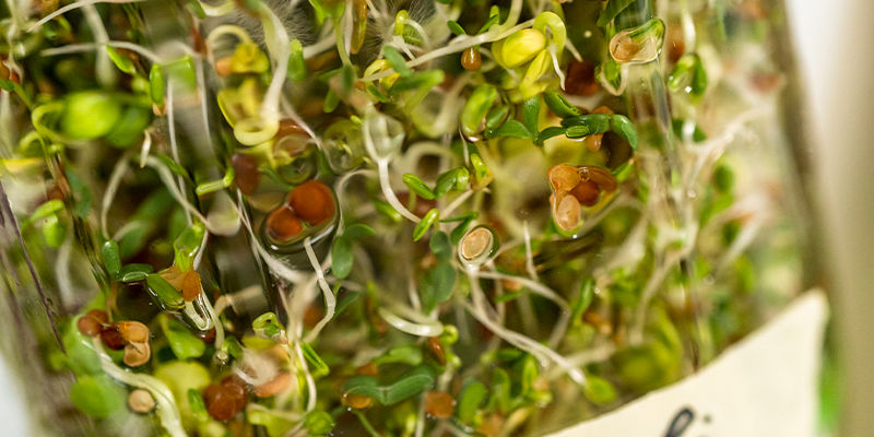 Como germinar rebentos