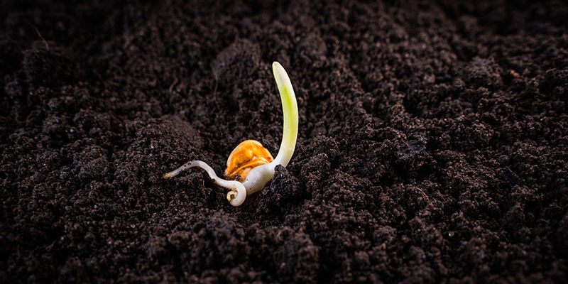 Germinar as suas sementes de stevia