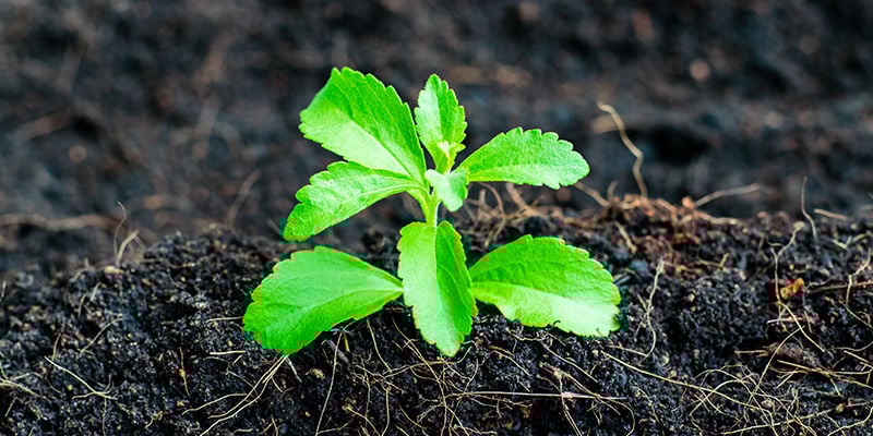 Como cultivar stevia