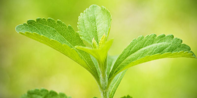 Stevia: Uma excelente escolha para o seu jardim e bem-estar